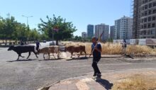 Kayapınar Belediyesi zabıtasından hayvan sahiplerine para cezası