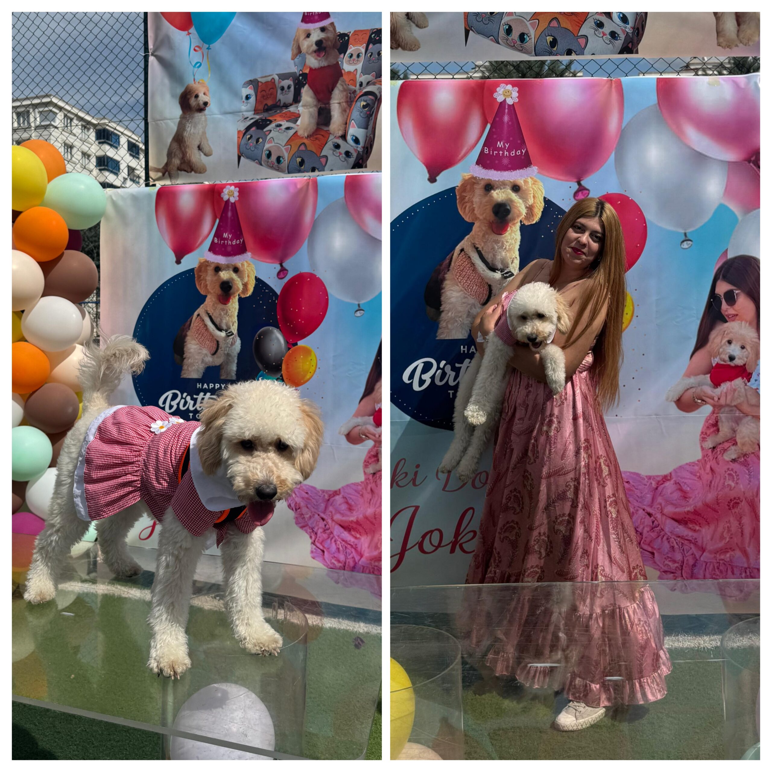 Diyarbakır’da Bir İlk “Joker” isimli köpeğin doğum günü partiyle kutlandı