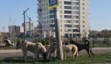 Diyarbakır’da Sürü Halinde Gezen Köpekler Vatandaşları Korkutuyor