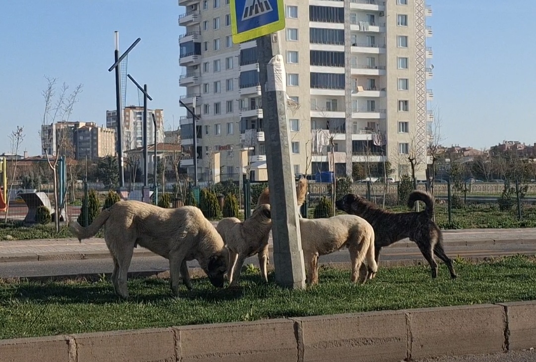 Diyarbakır’da Sürü Halinde Gezen Köpekler Vatandaşları Korkutuyor