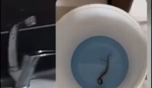 Lavabodan Çıkan Yılan Mahallede Paniğe Neden Oldu