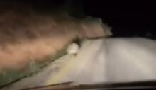 Diyarbakır’da Nesli Tükenmekte Olan Oklu Kirpiler Görüntülendi
