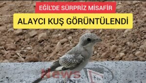 Eğil’de Sürpriz Misafir: Alaycı Kuş Görüntülendi