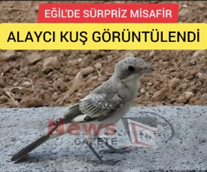 Eğil’de Sürpriz Misafir: Alaycı Kuş Görüntülendi