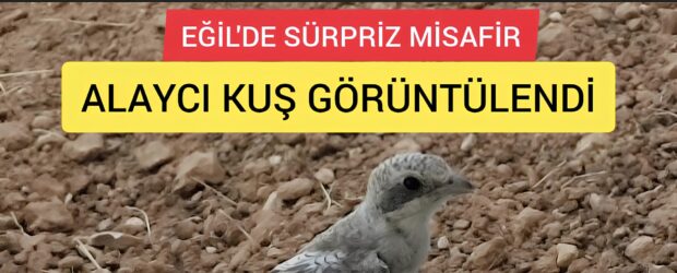 Eğil’de Sürpriz Misafir: Alaycı Kuş Görüntülendi