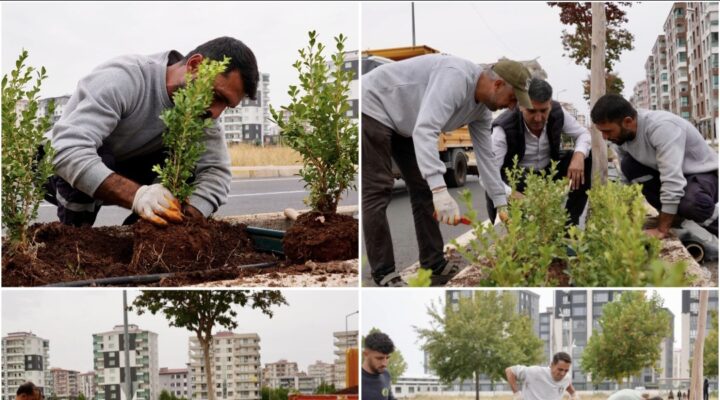 Bağlar’da 930 Metrelik Refüjde Kapsamlı Peyzaj Çalışması